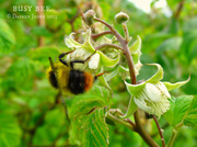 12th Jul 2013 - Summertime Sights / Day 12: Busy Bee