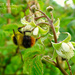 Summertime Sights / Day 12: Busy Bee by darrenboyj