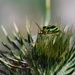 Thistle bug by farmreporter