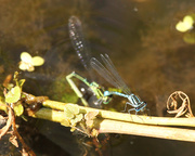 11th Jul 2013 - The birds and the bees (and the damsel flies)