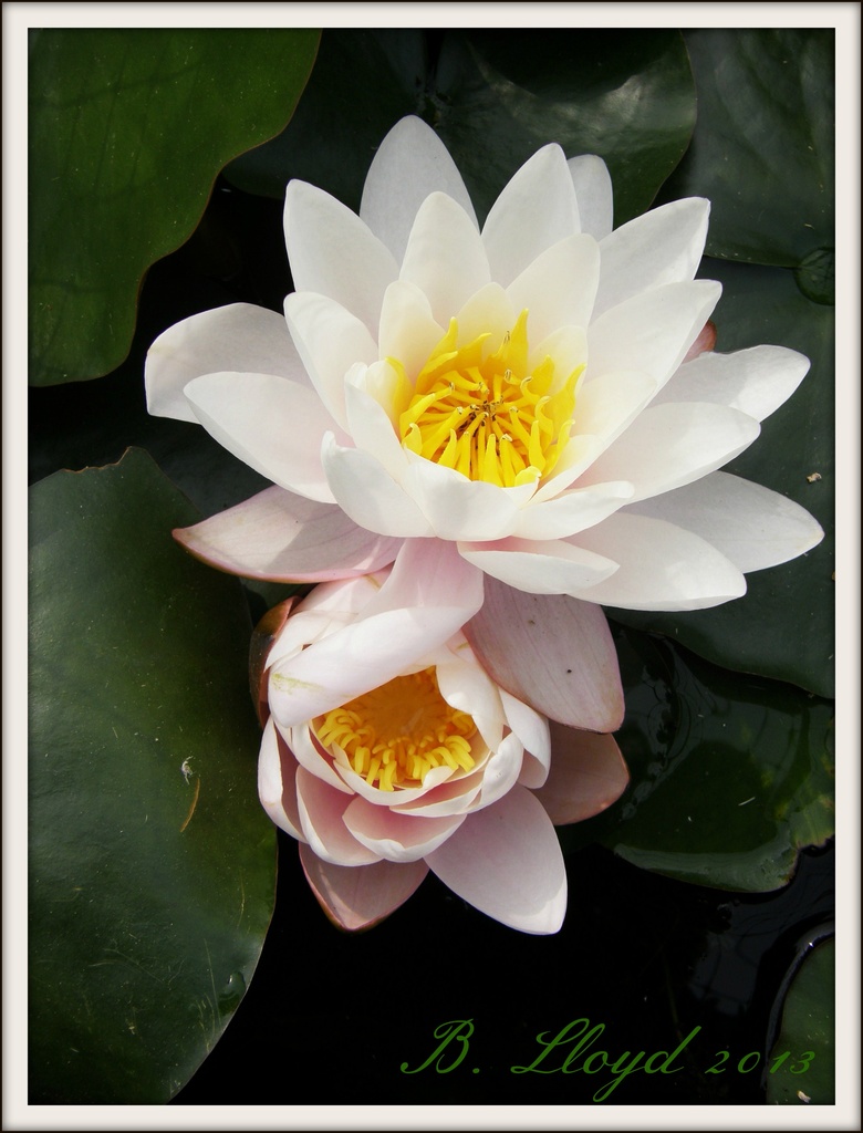 Water lilies --sooc , except for border & signature  ! by beryl