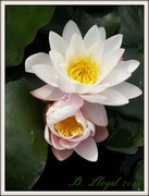 12th Jul 2013 - Water lilies --sooc , except for border & signature  !