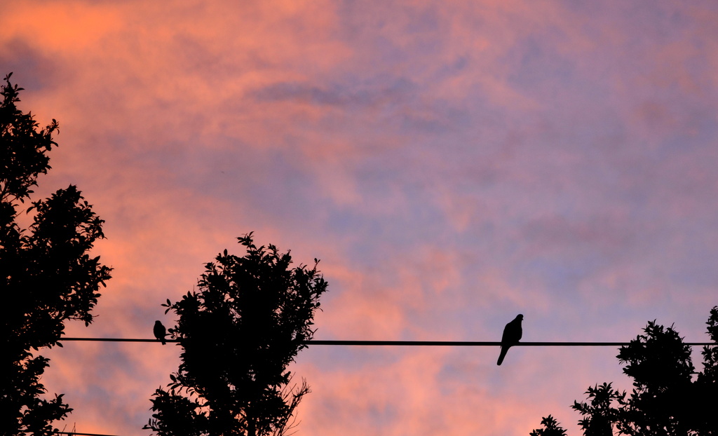 Birds on a Wire by salza
