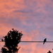Birds on a Wire by salza