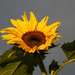 SUNflower by fortong