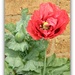 Poppy--by the kitchen door ! 026 by beryl