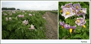 12th Jul 2013 -  The  unbearable beauty of a blooming potato field.
