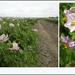  The  unbearable beauty of a blooming potato field. by pyrrhula
