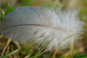 12th Jul 2013 - Feather
