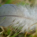 Feather by ziggy77