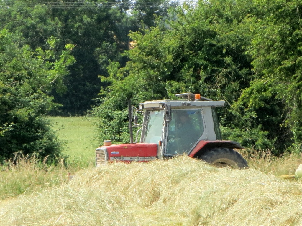 Making hay while the sun shines. by foxes37