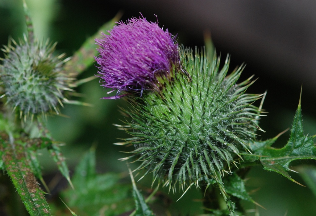 Thistle have to do ... by farmreporter