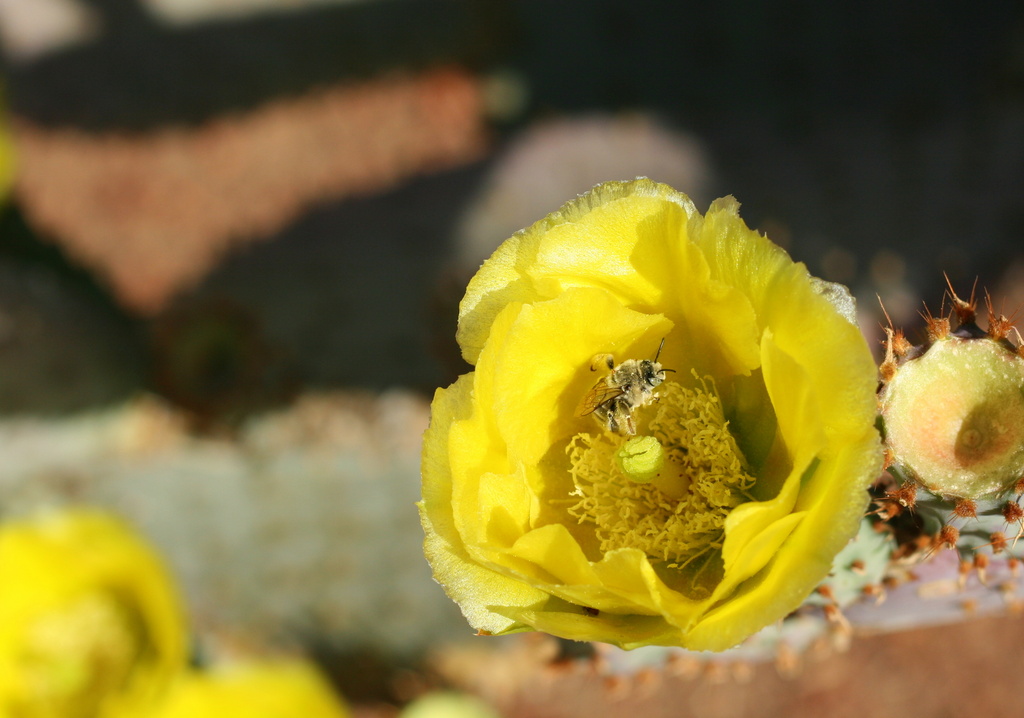 Bee in a Cactus Flower by kerristephens