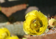 17th Jul 2013 - Bee in a Cactus Flower