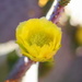 Yellow Flower by kerristephens