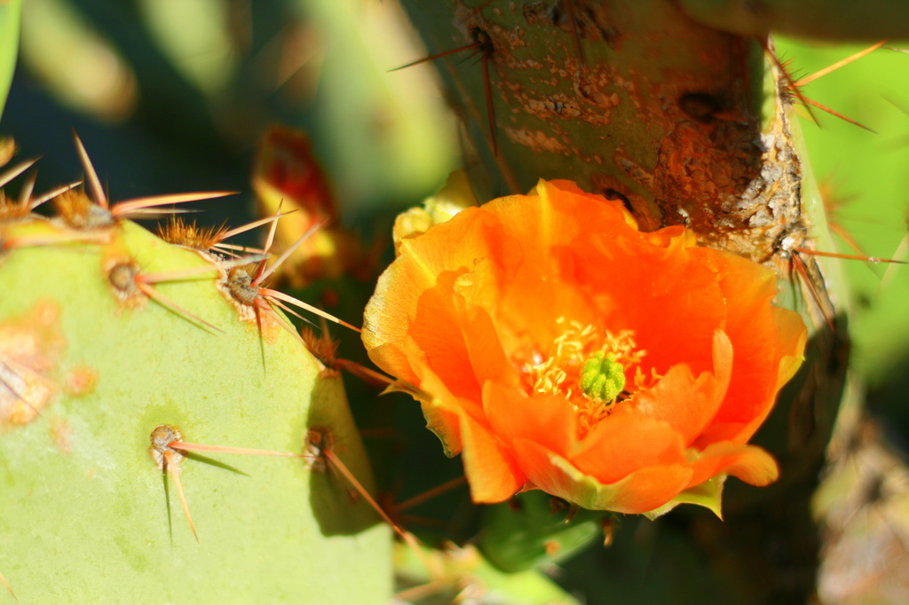 An Orange Cactus Flower by kerristephens