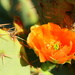 An Orange Cactus Flower by kerristephens
