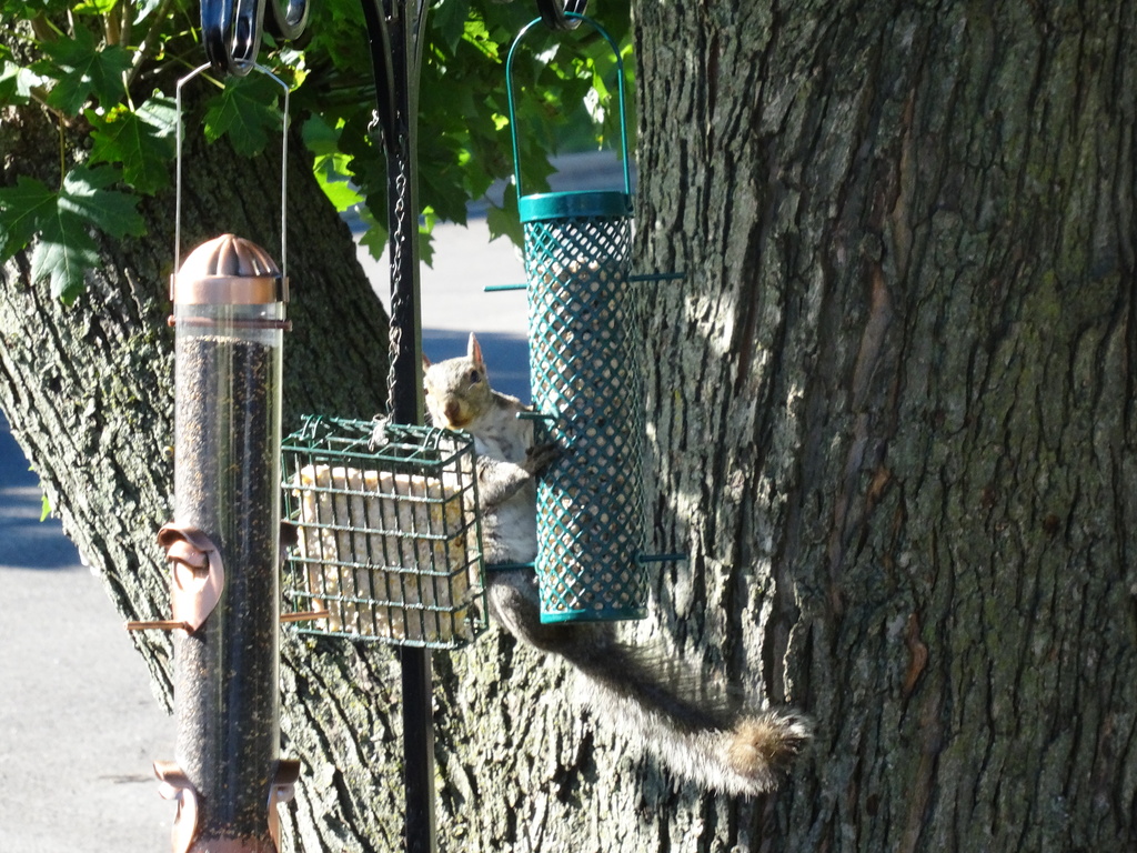 Day 38 Squirrel Feeders by rminer