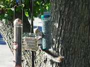 12th Jul 2013 - Day 38 Squirrel Feeders
