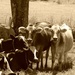 Singing Cows by mandyj92