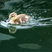 Ducky by nanderson