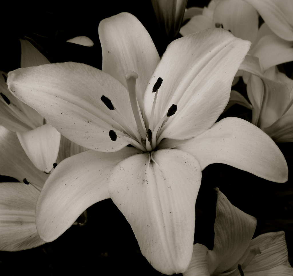 White Lilies by princessleia
