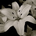 White Lilies by princessleia