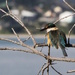 kingfisher by rustymonkey