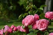 11th Jul 2013 - Roses in the garden