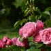 Roses in the garden by parisouailleurs