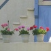 Geraniums against the steps by lellie