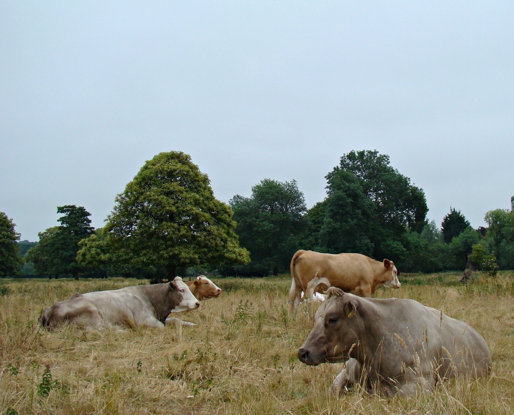 Jul 12: Cows by bulldog