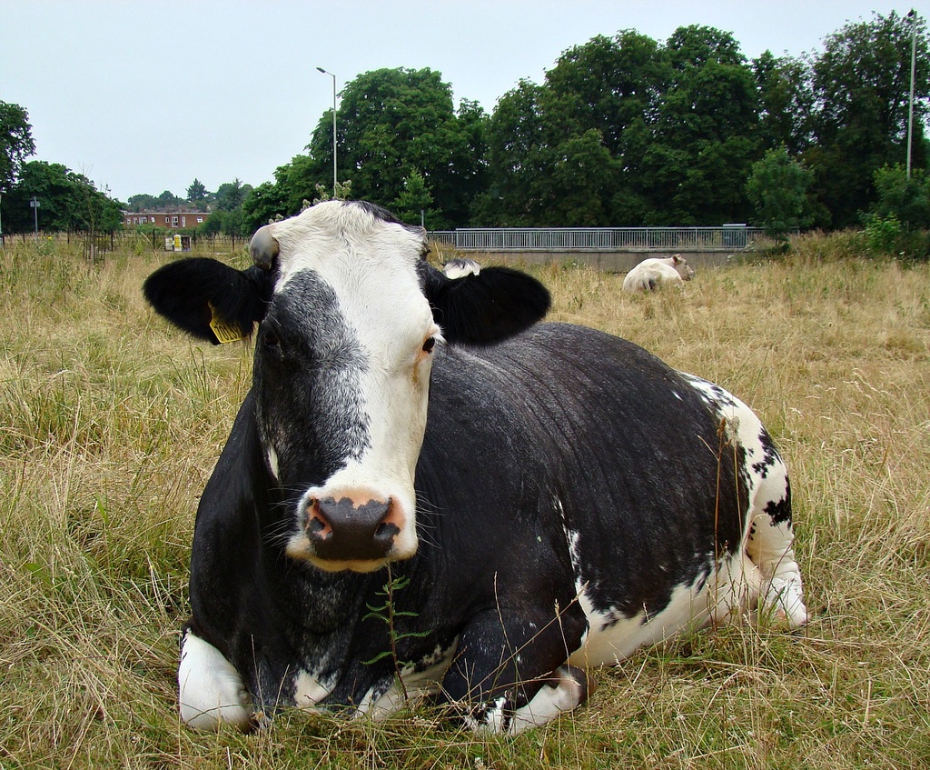 Jul 12: Cow by bulldog
