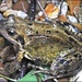 Frog by carolmw