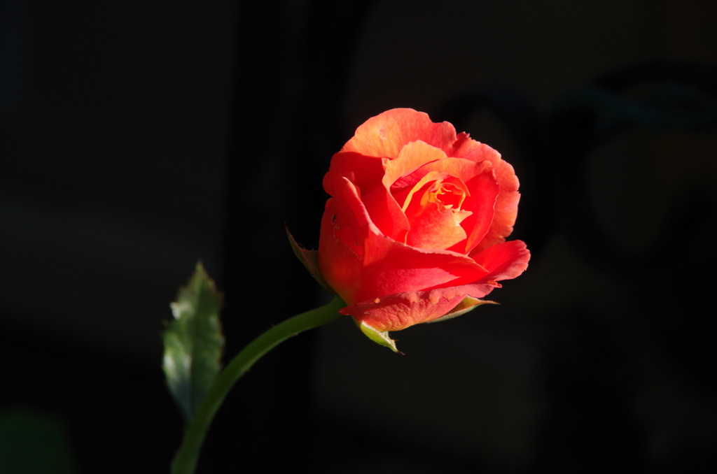 Morning Rose SOOC by houser934