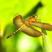 Since starting project 365 in 2011 I have been jealous of other people's dragon fly shots by lbmcshutter
