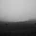 Cows in the mist by wenbow