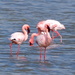 Flamingos by salza