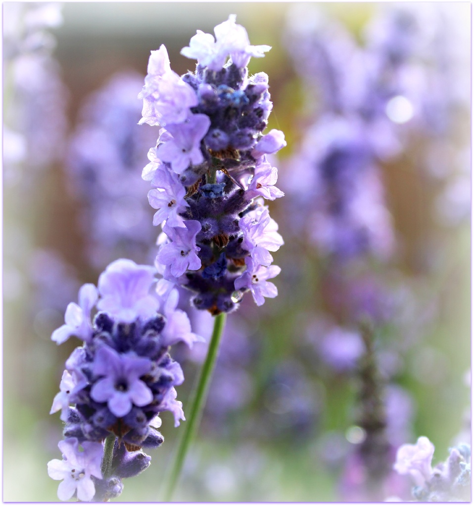 Lavender. by happypat