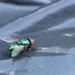 Fly on a bin bag. by richardcreese