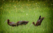 13th Jul 2013 - Ibis Ready to Kick In Delight At Finding Such Lushness