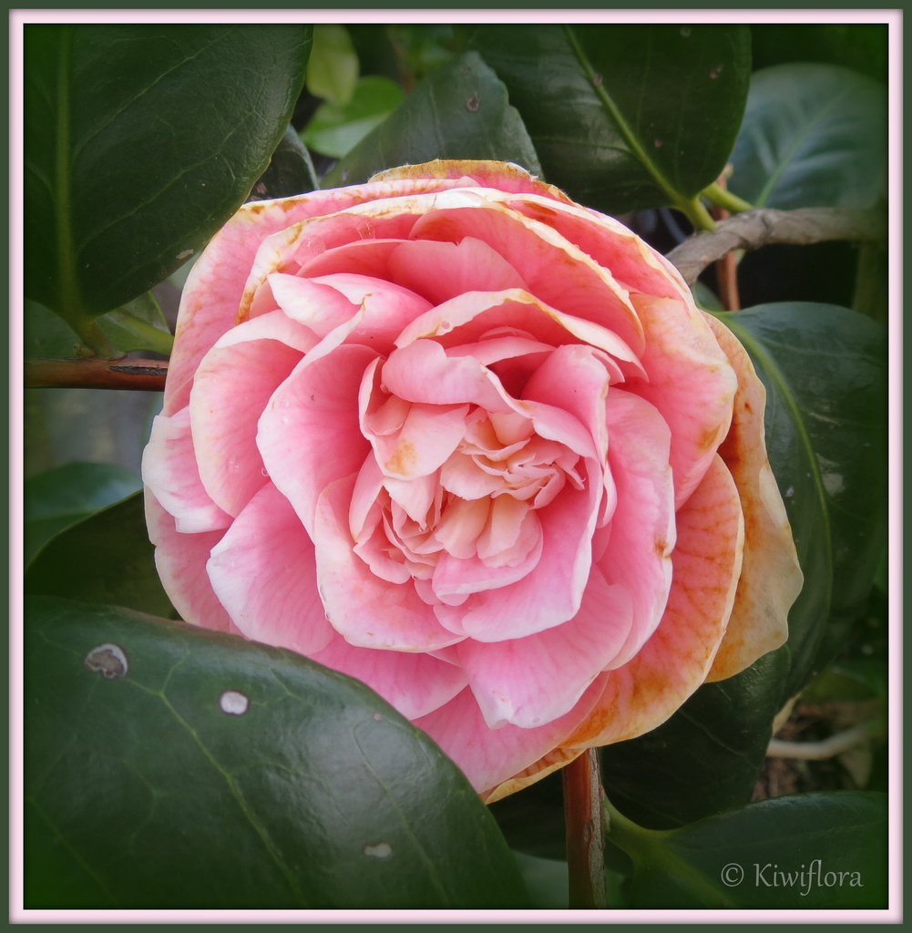 Camellia 'Lady Loch' by kiwiflora