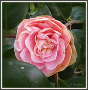 13th Jul 2013 - Camellia 'Lady Loch'