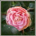 Camellia 'Lady Loch' by kiwiflora