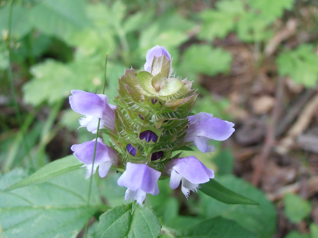 Little Flower by julie