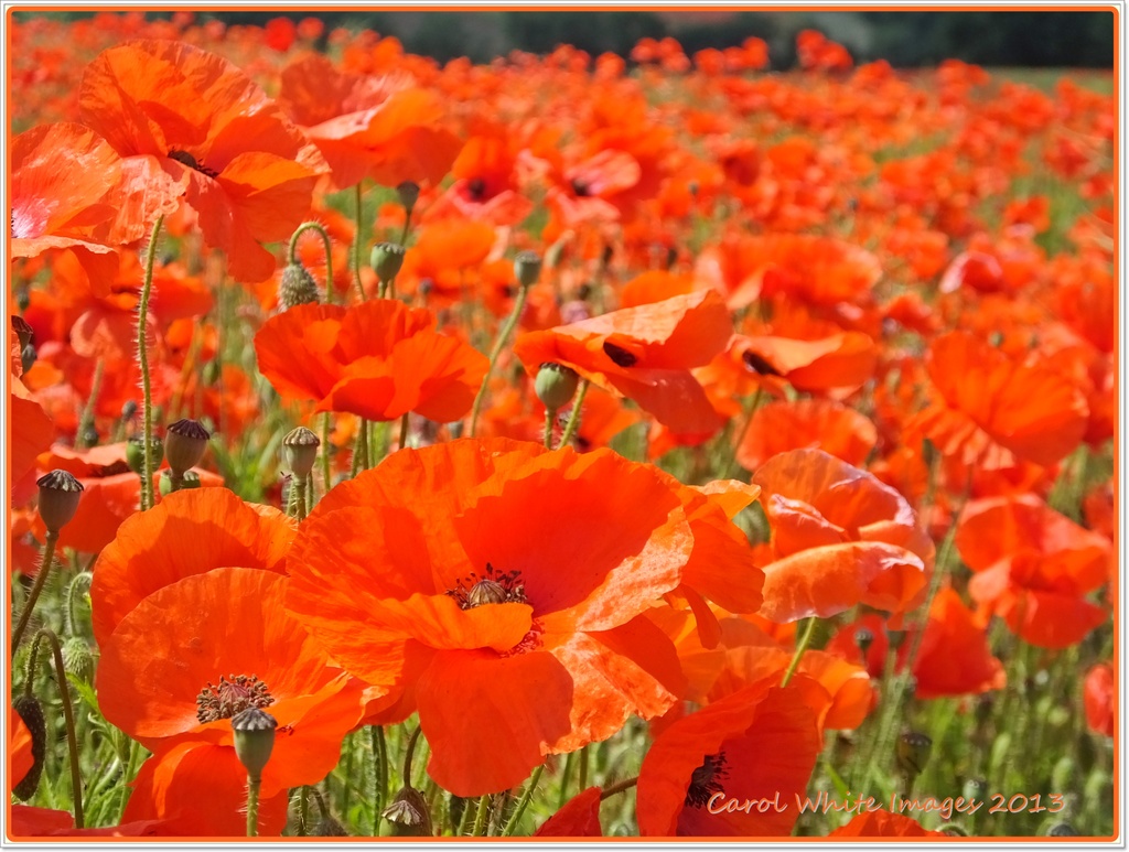 Poppies Galore! by carolmw