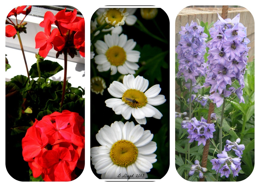 Red , white , blue-- Flower Collage for jul -13 - word  by beryl