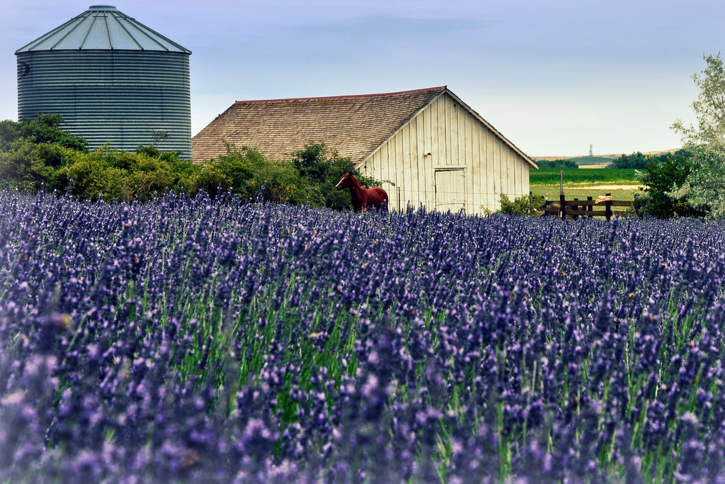 On the Lavender Farm by pflaume