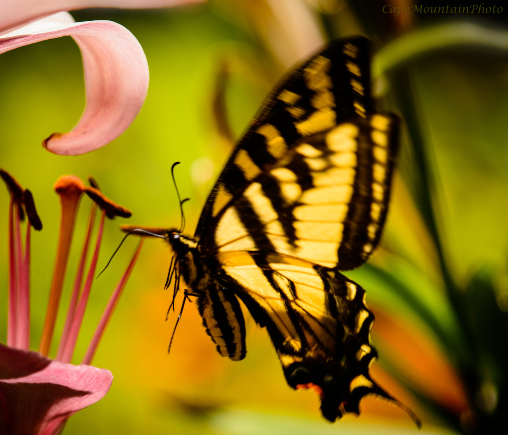 Butterfly In Flight by jgpittenger