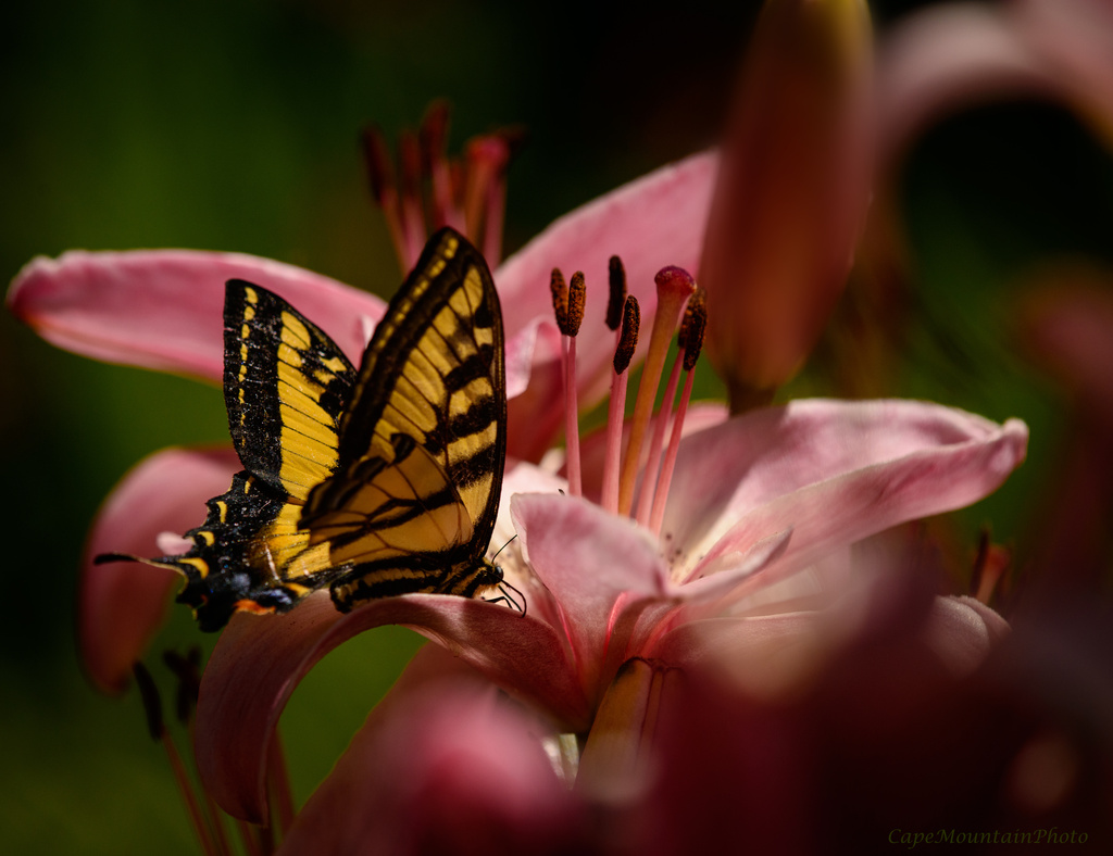 Butterfly Light  by jgpittenger